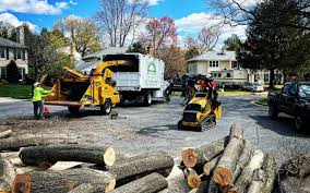 Best Hazardous Tree Removal  in Prior Lake, MN